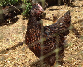 Barnevelder Hen