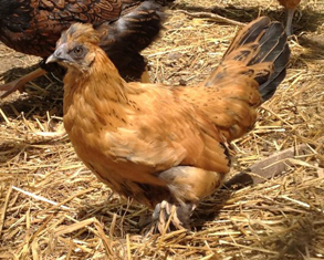 Hybrid hens